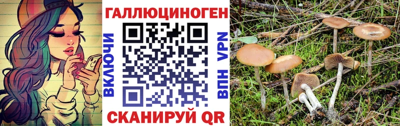 MEGA рабочий сайт  как найти наркотики  Кунгур  Псилоцибиновые грибы Psilocybe 